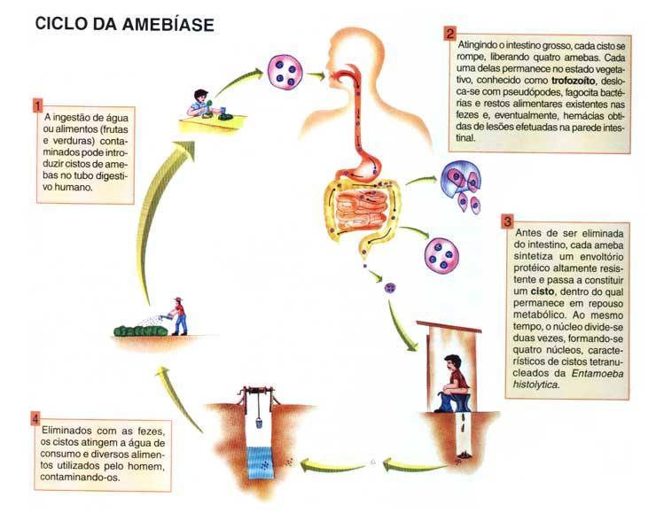 amebiase_ciclo