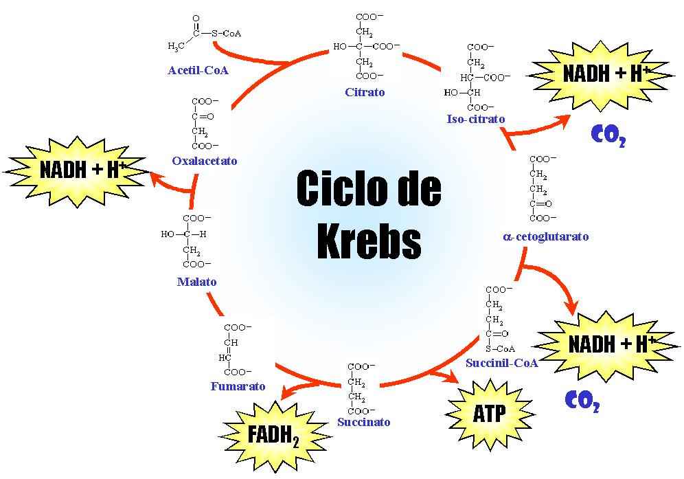 Estudando A Respira O Celular Etapa Do Ciclo De Krebs