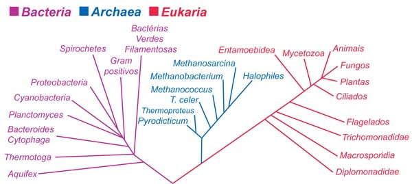 Quiz de conhecimentos gerais sobre Classificação Biológica